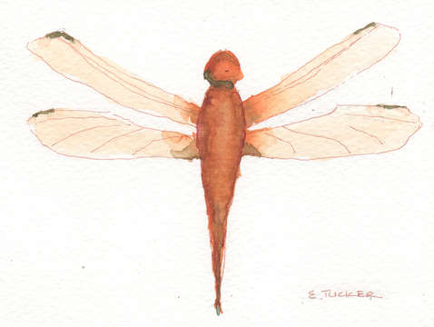Orange dragonfly