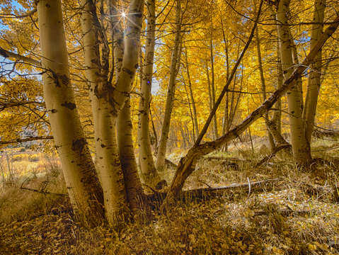 Yellow Forest