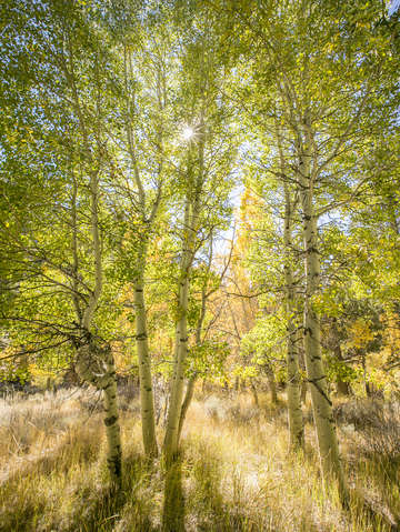 Aspen grove in fall