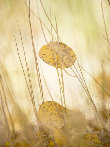 Fallen leaf 2
