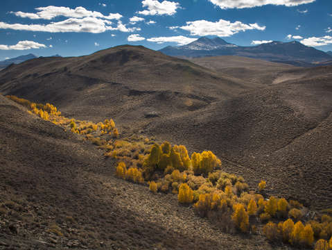 Aspens in the valley