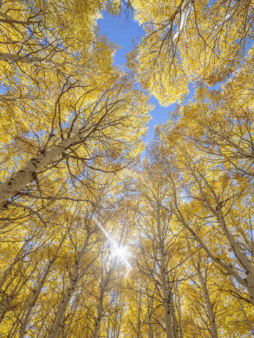 Yellow aspens blue sky