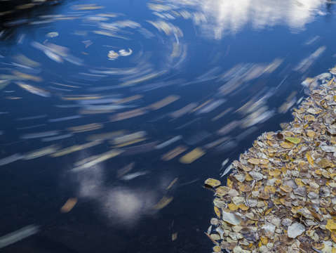 Leaves in a lazy stream
