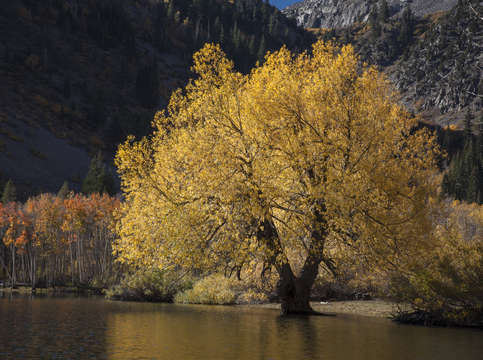 Yellow willow on the lake