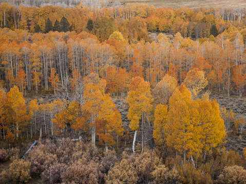 Aspen forest