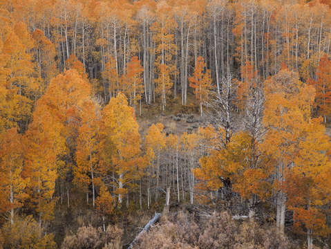 Aspen forest ii