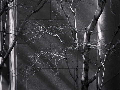 Shadowplay