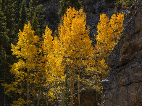 Flaming aspens