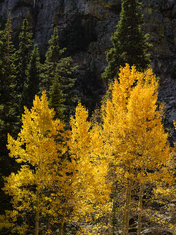 Fall aspens and pines