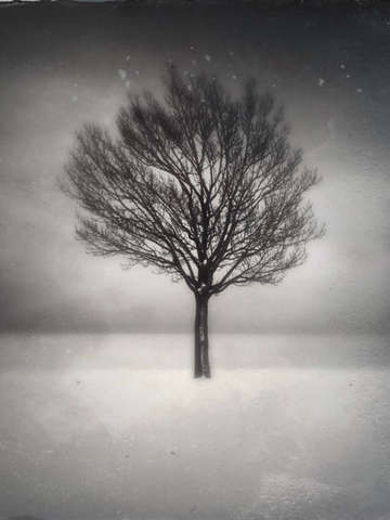 Tree 7