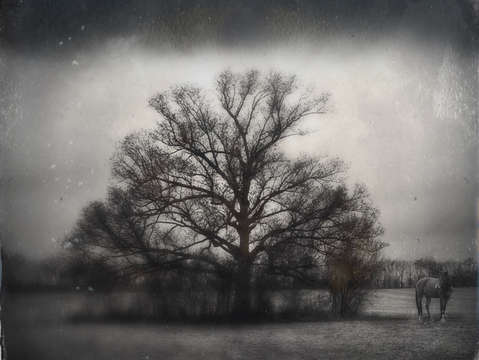Tree and horse