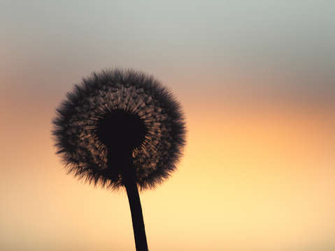 Cotton ball in the sky