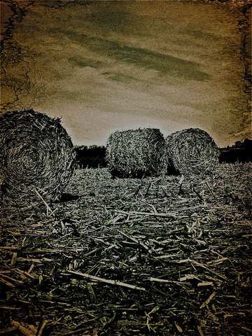 Amish