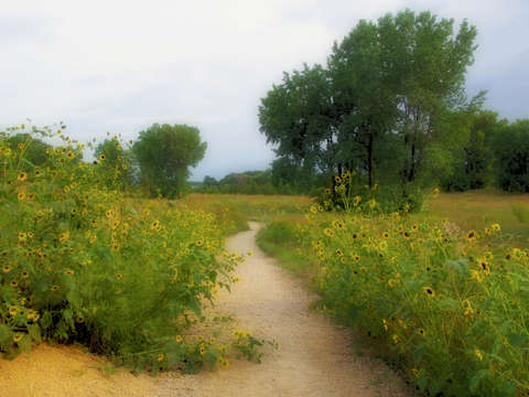 Path thru the sunflowers
