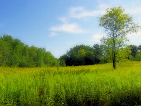 Solitary tree
