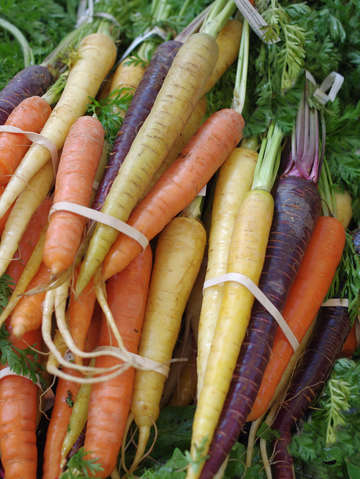 Colorful carrots