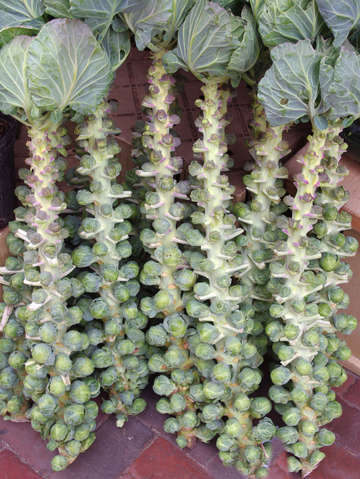 Brussels sprouts