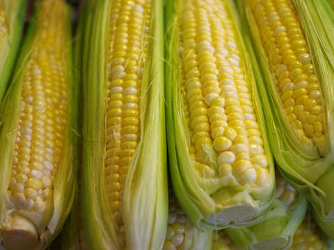 Sweet corn
