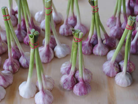 Dancing garlic