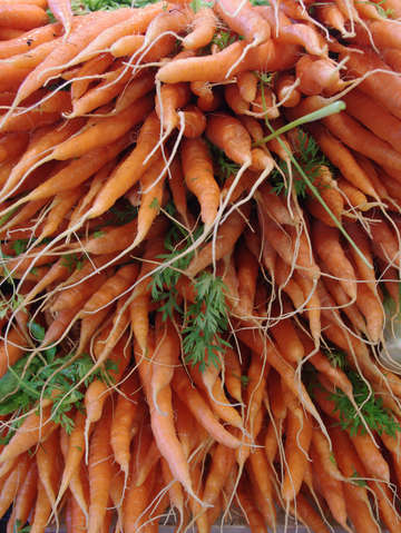 Carrots 2