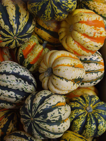 Squash 3
