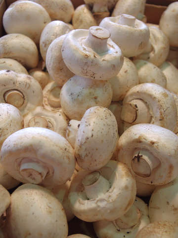 Mushrooms 2