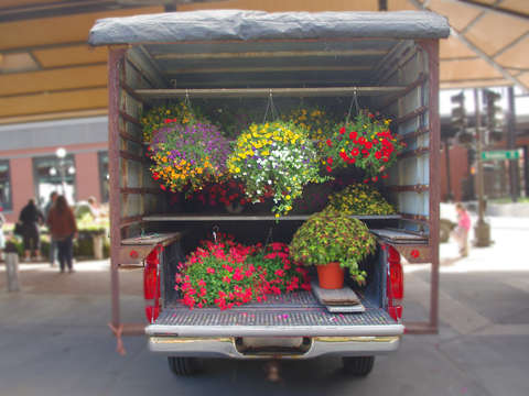 Flower truck