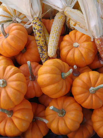 Pumpkins 2
