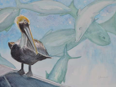 A Pelican's Dream