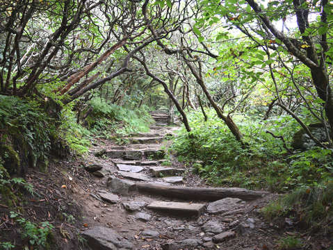 Enchanted forest 2