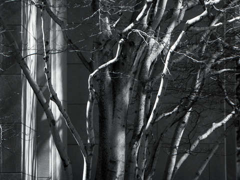Campus light