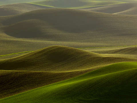 Palouse browns