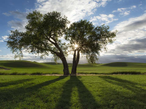 Tree of life 5