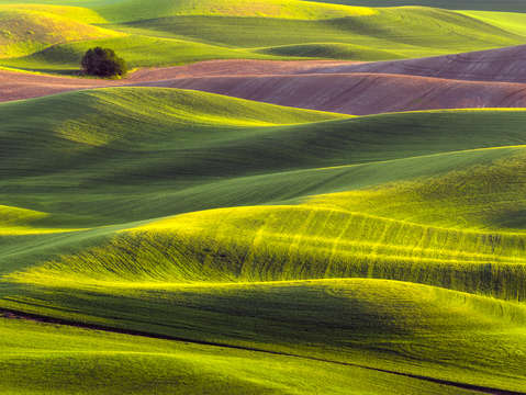 The lone bush