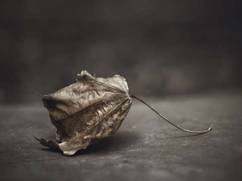Fallen leaf 3