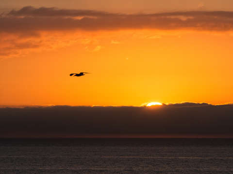 Seagull sunrise barcelona