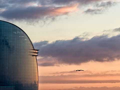 Seagull sunrise 2 barcelona
