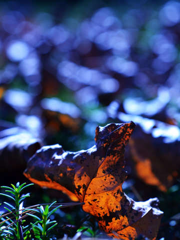 Leafbokeh