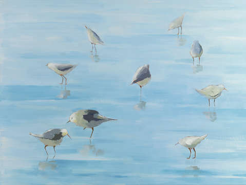 Piping plovers 2