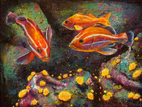 Jouvenile rock fish and sea anemones