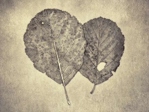 One leaf two leaf