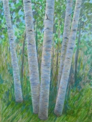 Birch stand study