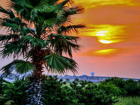 Palm tree sunrise