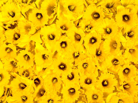 Daffodils en masse