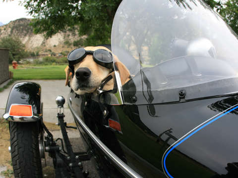 Dog in motorcycle sidecar