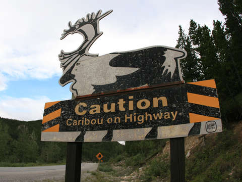 Caution caribou on highway