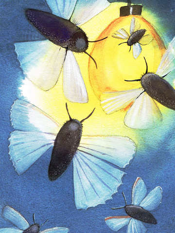 Moths