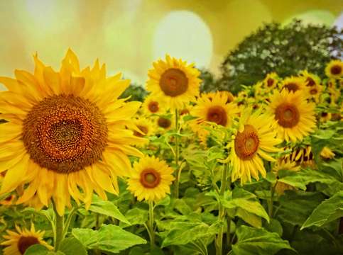 My sunshine 2