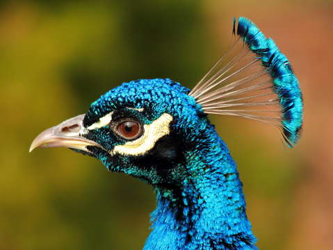 Majesty and beauty