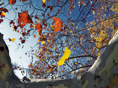 Squirrels view
